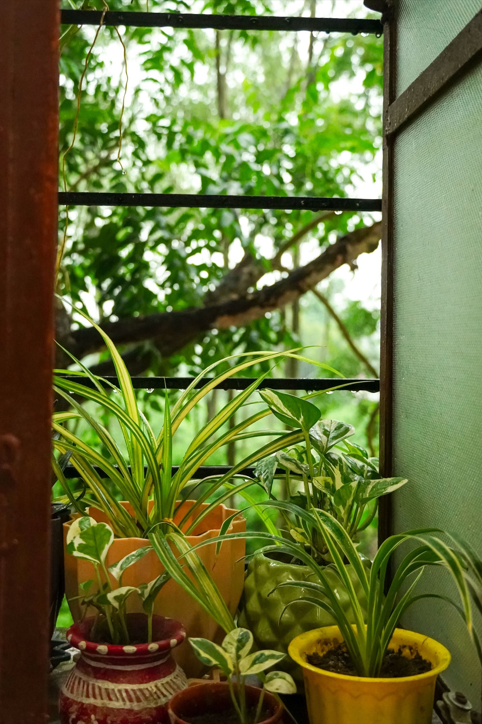 Indoor plants on a window ledge in Durgapur, West Bengal: spider plants and variegated money plants in terracotta, yellow and green ceramic pots behind a black window grille, with rain-wet trees outside